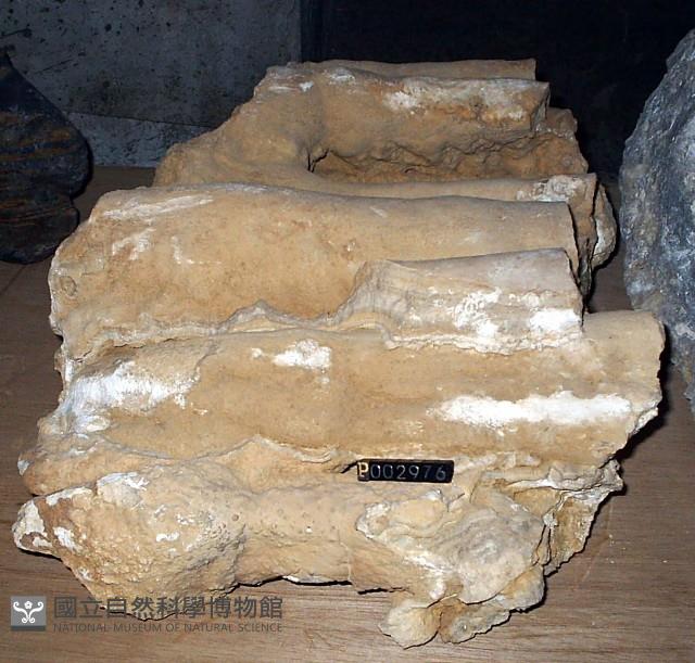 鐘乳石藏品圖，第4張