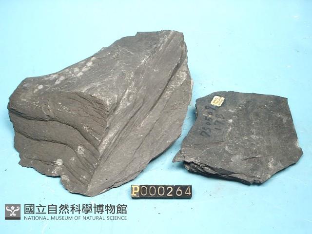 泥岩藏品圖，第5張