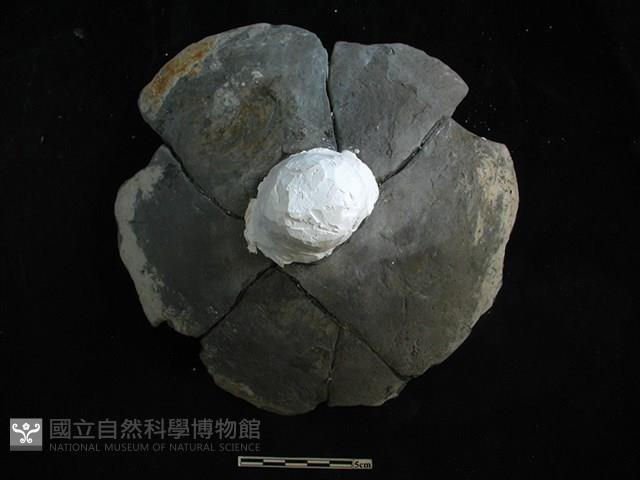 陶蓋藏品圖，第1張