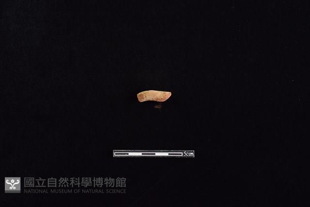 陶把藏品圖，第1張