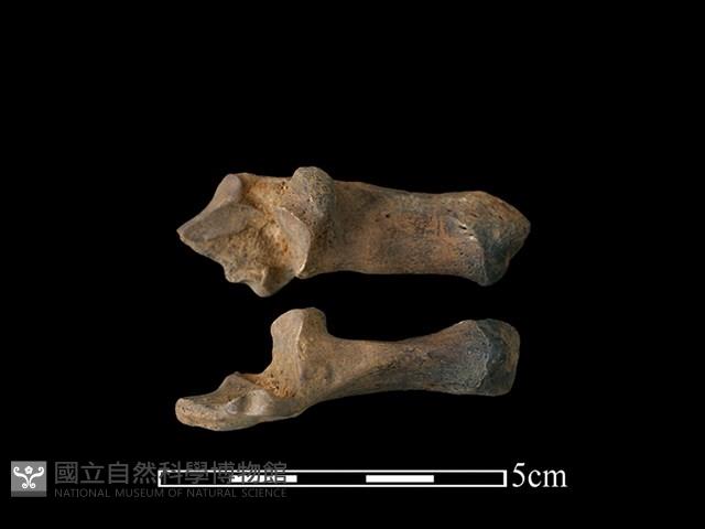 獐骨藏品圖，第1張