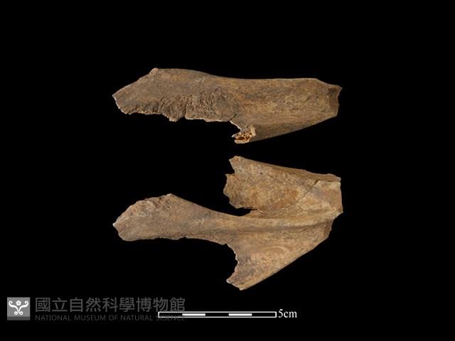 豬骨藏品圖，第2張