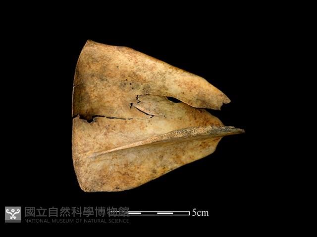 梅花鹿骨藏品圖，第2張