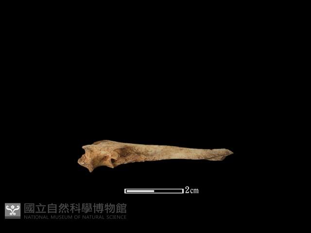 山羌骨藏品圖，第1張