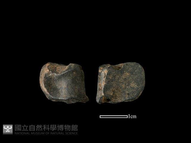 梅花鹿骨藏品圖，第1張