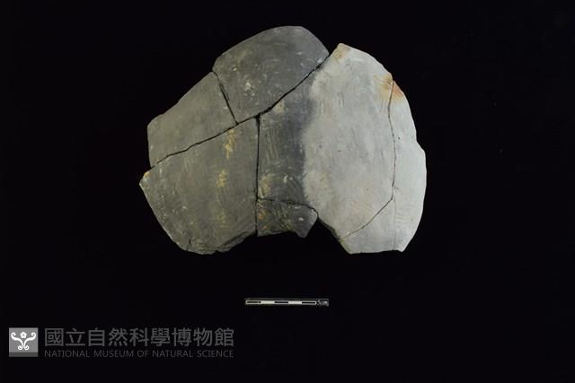 陶片藏品圖，第1張