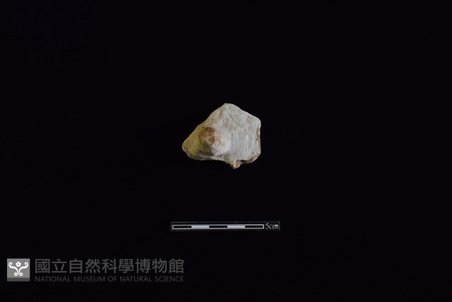 陶蓋鈕藏品圖，第1張