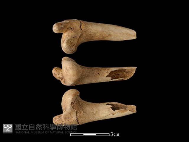 山羌骨藏品圖，第1張