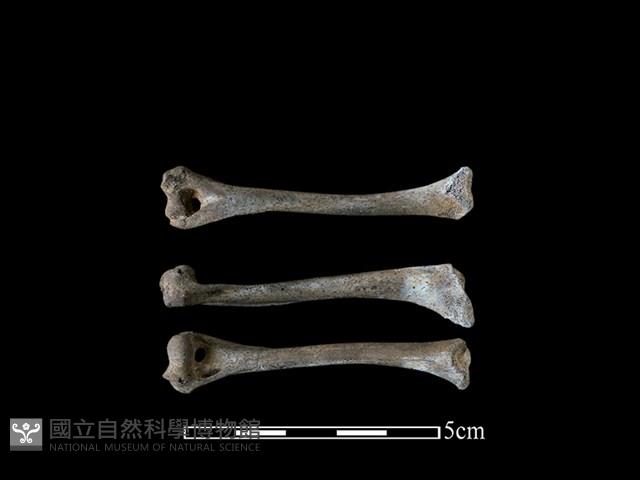 麝香貓骨藏品圖，第1張