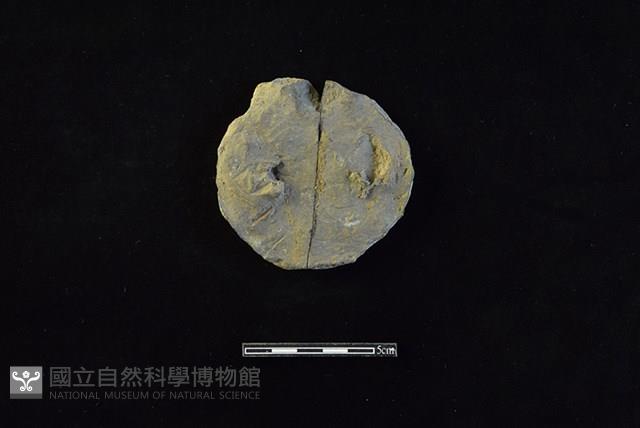 陶片藏品圖，第1張