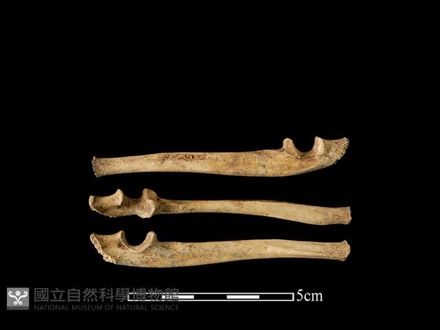 狗獾骨藏品圖，第1張