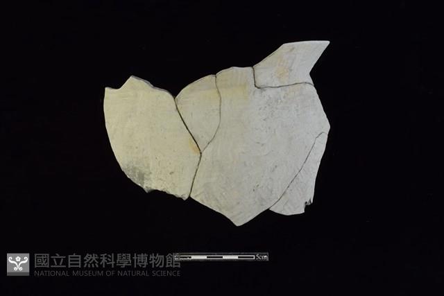 Accession Number:HLL-L-PT0232 Collection Image, Figure 1, Total 2 Figures