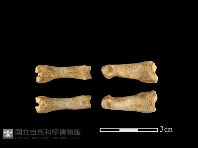 獐骨藏品圖，第1張