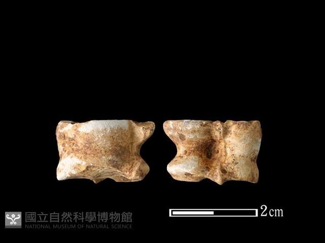 獐骨藏品圖，第1張