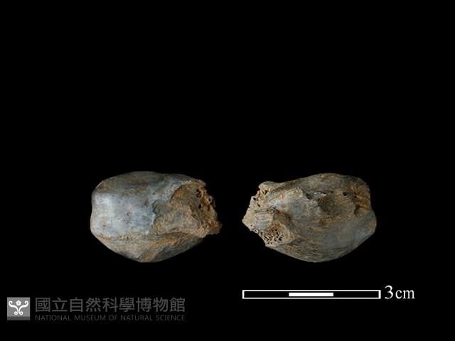 豬骨藏品圖，第1張