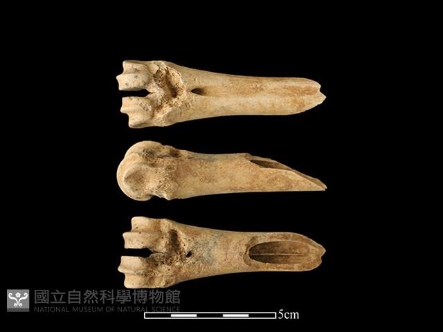 梅花鹿骨藏品圖，第1張