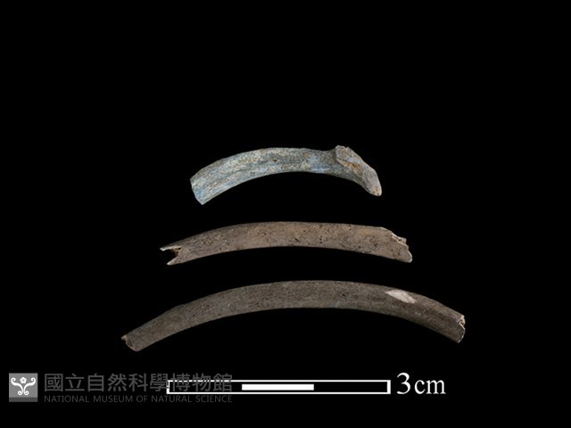 狗獾骨藏品圖，第1張