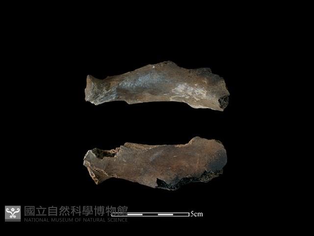 梅花鹿骨藏品圖，第1張