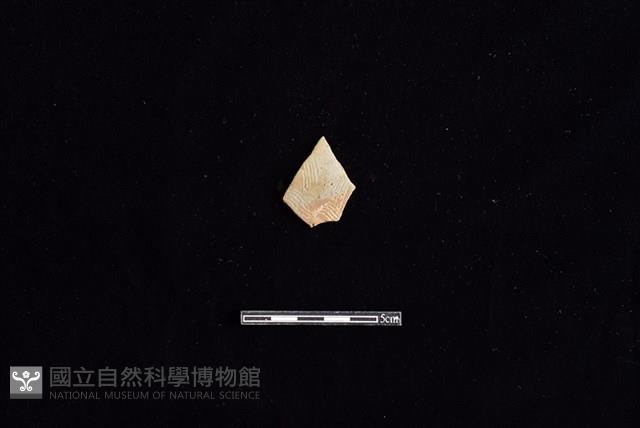 陶片藏品圖，第1張