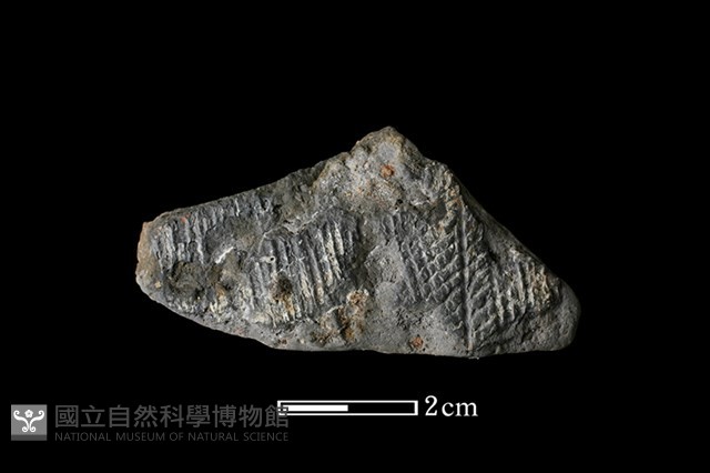 陶片藏品圖，第1張