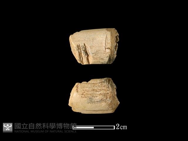 梅花鹿骨藏品圖，第1張