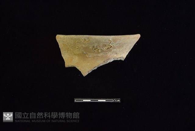 陶罐藏品圖，第1張