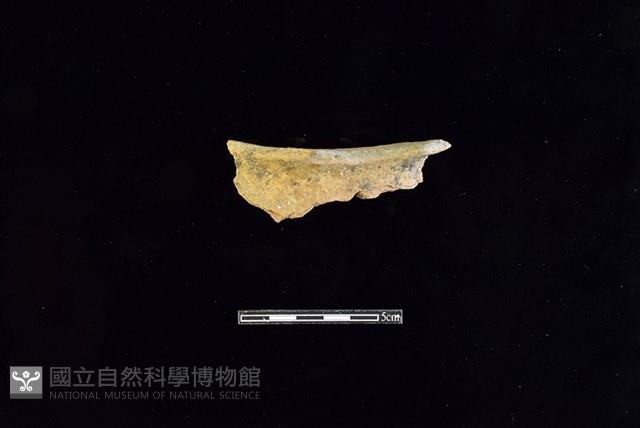 陶片藏品圖，第1張