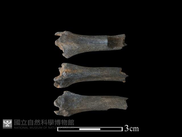 獐骨藏品圖，第1張