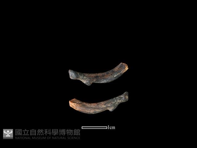 狗獾骨藏品圖，第1張