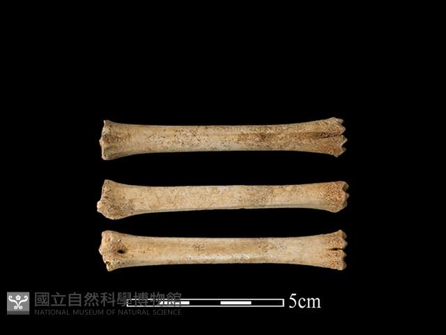 獐骨藏品圖，第1張