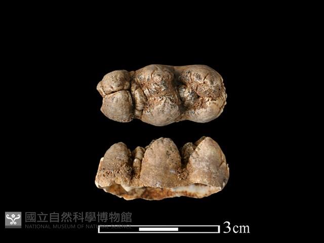 豬骨藏品圖，第1張