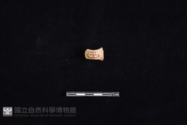 陶把藏品圖，第1張