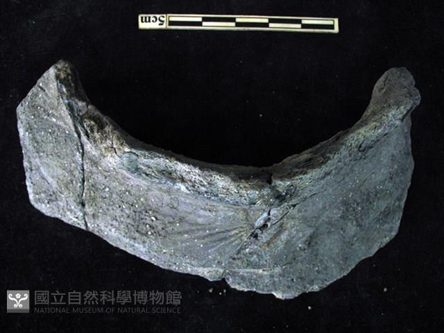 陶片藏品圖，第1張