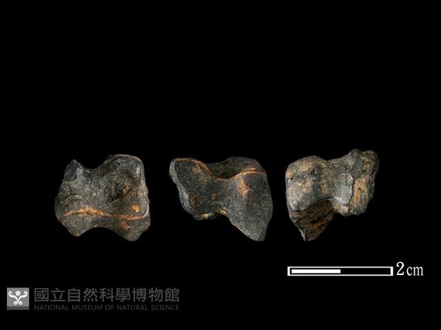 梅花鹿骨藏品圖，第1張