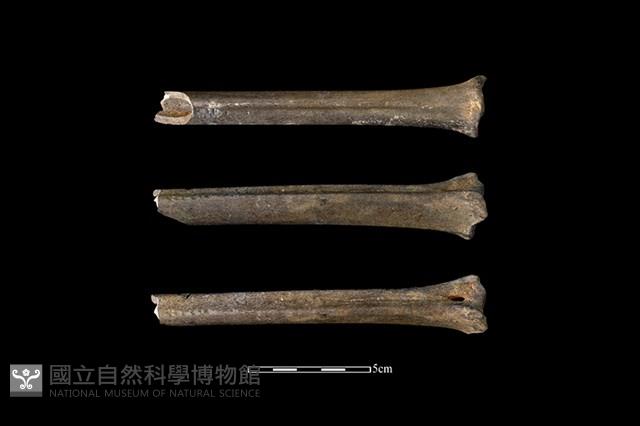 梅花鹿骨藏品圖，第2張