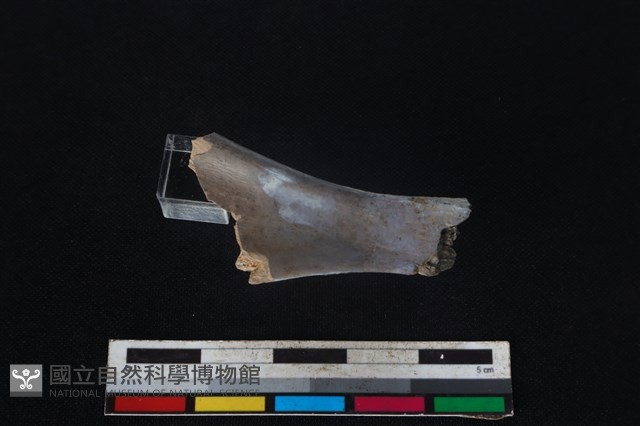山羌骨藏品圖，第1張