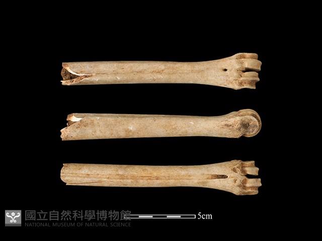 梅花鹿骨藏品圖，第1張