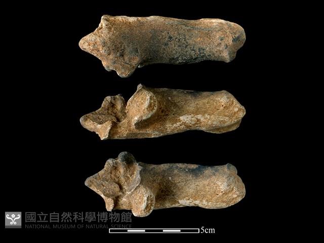 梅花鹿骨藏品圖，第1張