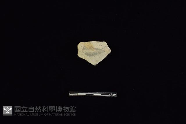 陶片藏品圖，第1張