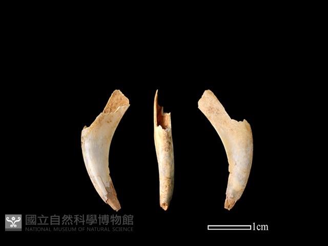 山羌骨藏品圖，第1張