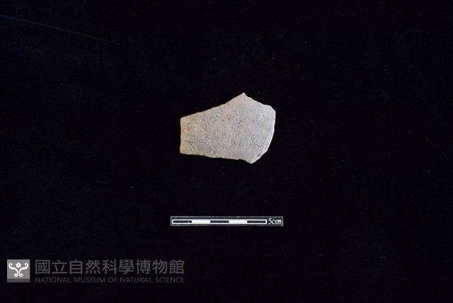 陶片藏品圖，第1張