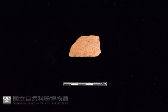 陶罐藏品圖，第1張