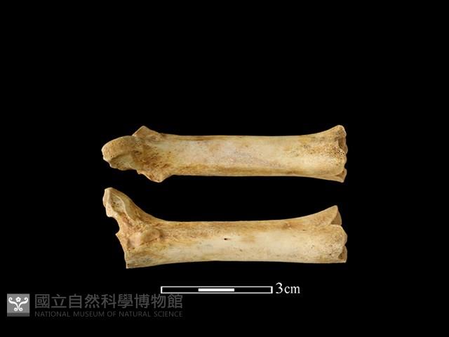 豬骨藏品圖，第1張