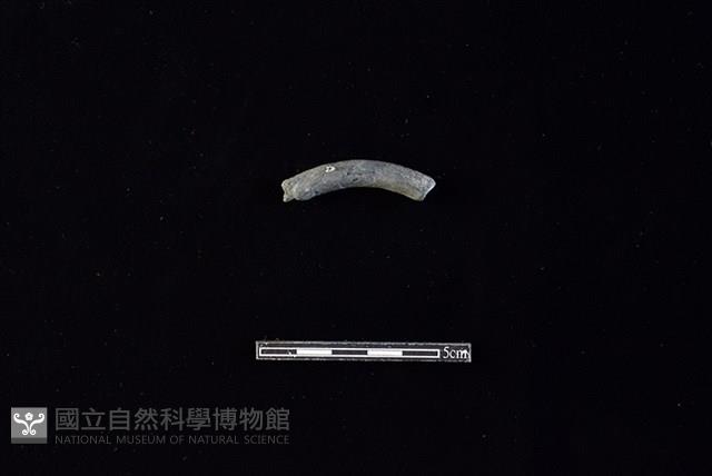 陶環藏品圖，第1張