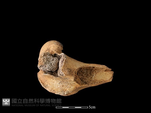 水鹿骨藏品圖，第2張