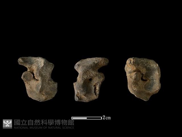 梅花鹿骨藏品圖，第1張