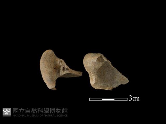 豬骨藏品圖，第1張