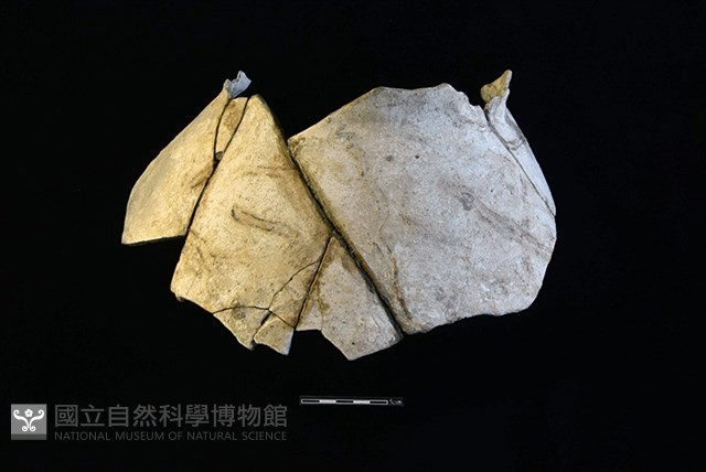陶罐藏品圖，第1張