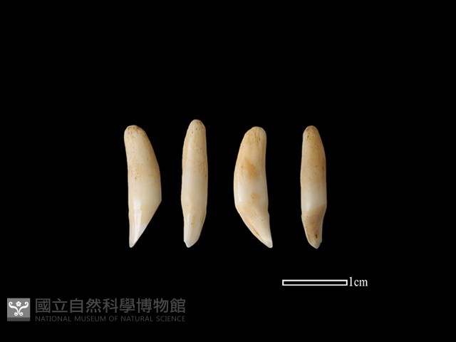 狗獾骨藏品圖，第1張
