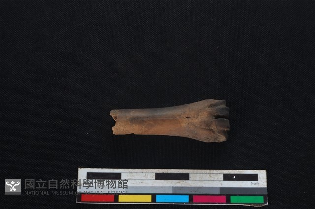 山羌骨藏品圖，第1張